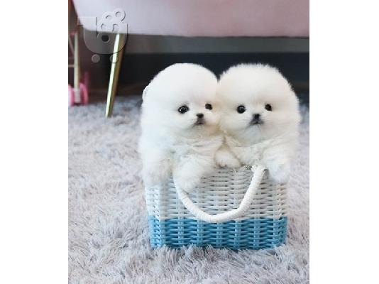 Πωλούνται κουτάβια Pomeranian